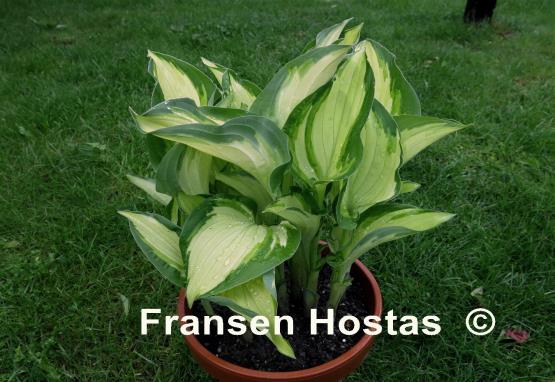 Hosta Whirligig